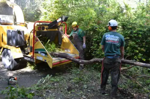 tree services Lake Montezuma